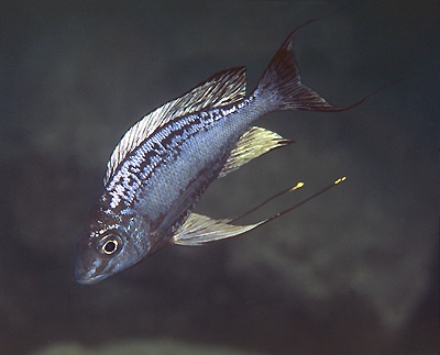 Cyathopharynx sp. 'neon streak' Ulwile Island